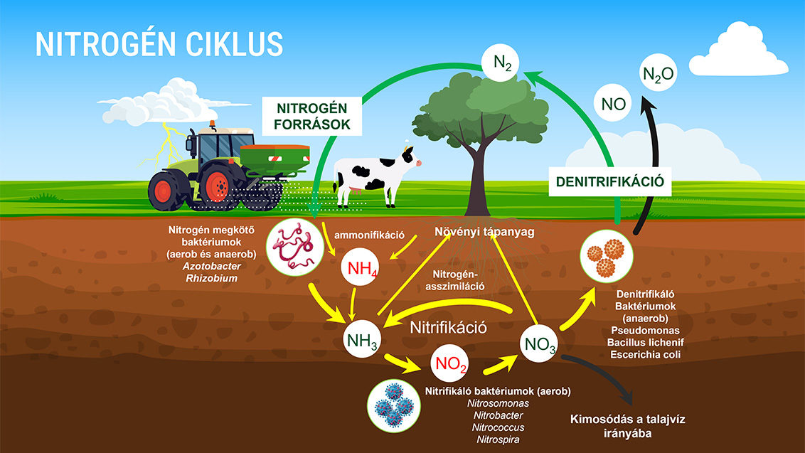 Nitrogén források és a nitrogénciklus
