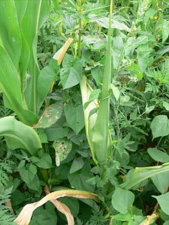 Nehezen irtható, veszélyes gyomnövényekkel fertőzött kukorica