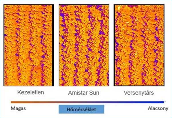 Az Amistar SUN-nal kezelt növények aszályban is hatékonyabban fotoszintetizálnak (forrás: Syngenta fejlesztői kísérlet, 2018, Boros Szilárd, n=3)