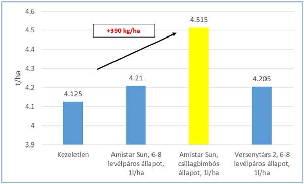 Csillagbimbós állapotban végzett Amistar SUN kezelés hatására jelentős terméstöbblet érhető el (forrás: Syngenta fejlesztői kísérletek, 2018, Boros Szilárd, n=3)