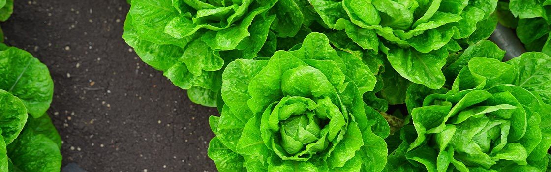 Saláta növényvédelme