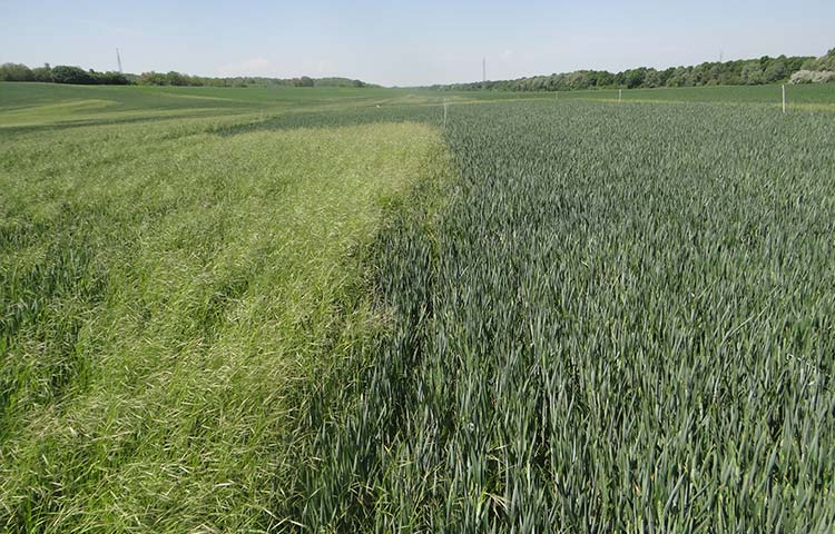 Avoxa Peak - Kettős védelem az egyszikűek ellen | Syngenta
