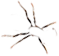 ant-legs