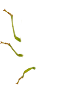 klop-legs-left