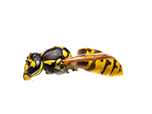 fly-legs