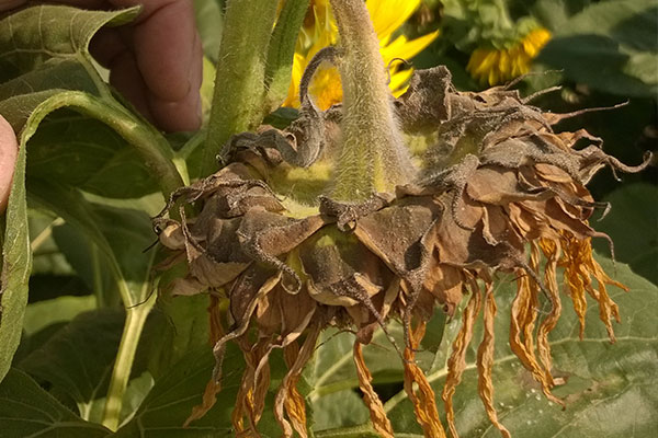 Bórhiány okozta tányérhullás napraforgóban. Fotó: Syngenta