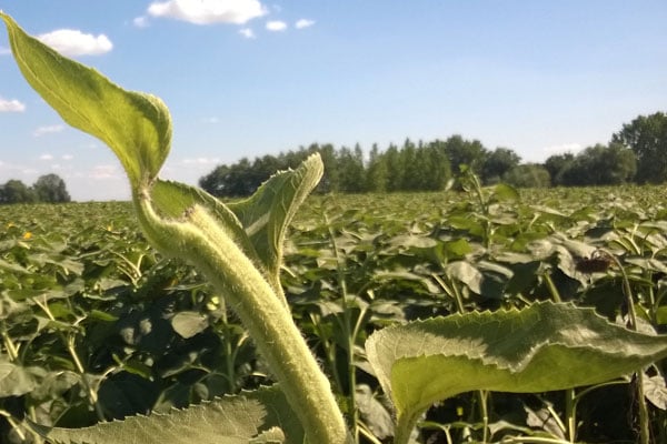 Bórhiány okozta tányérhullás napraforgóban. Fotó: Syngenta