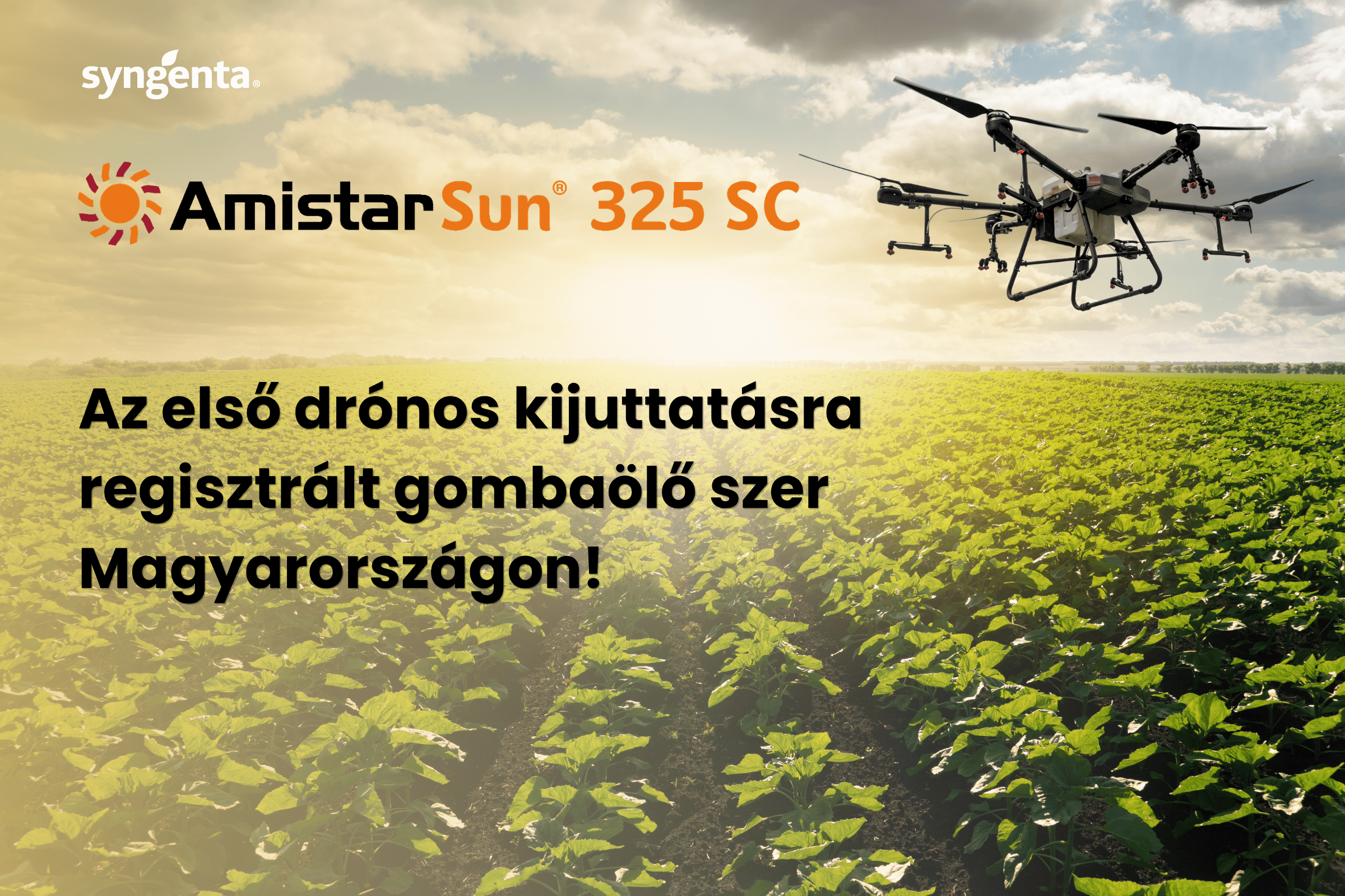 Amistar Sun 325 SC drónos kijuttatás napraforgó felett