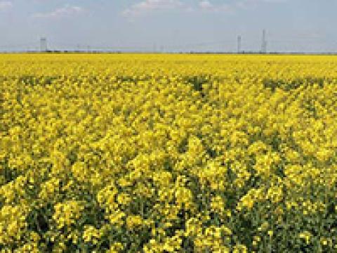 SY Glorietta - Új mérföldkő a Syngenta hazai repce nemesítésében