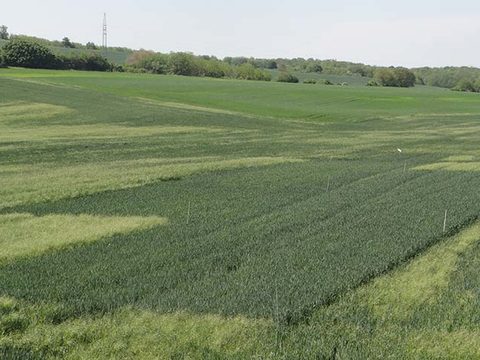 Avoxa kísérlet meddő rozsnokkal erősen fertőzött területen - Ozora, 2022. június 13.