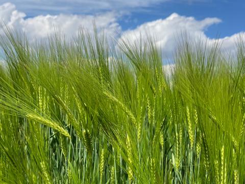Megérkezett az 1. vírusrezisztens hibrid árpa – az SY Zoomba, valamint egy örök gyémánt, az SY Moovy a Syngenta 2024-es portfóliójába