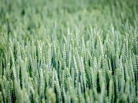 Syngenta