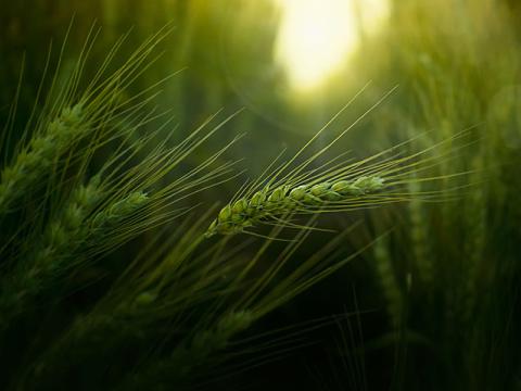 Élettani támogatás a kalászosokban Syngenta Biológiai Megoldásokkal