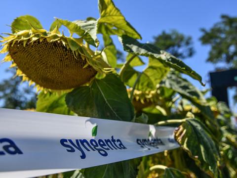 Biológiai lehetőségek a még nagyobb sikerekhez napraforgóban