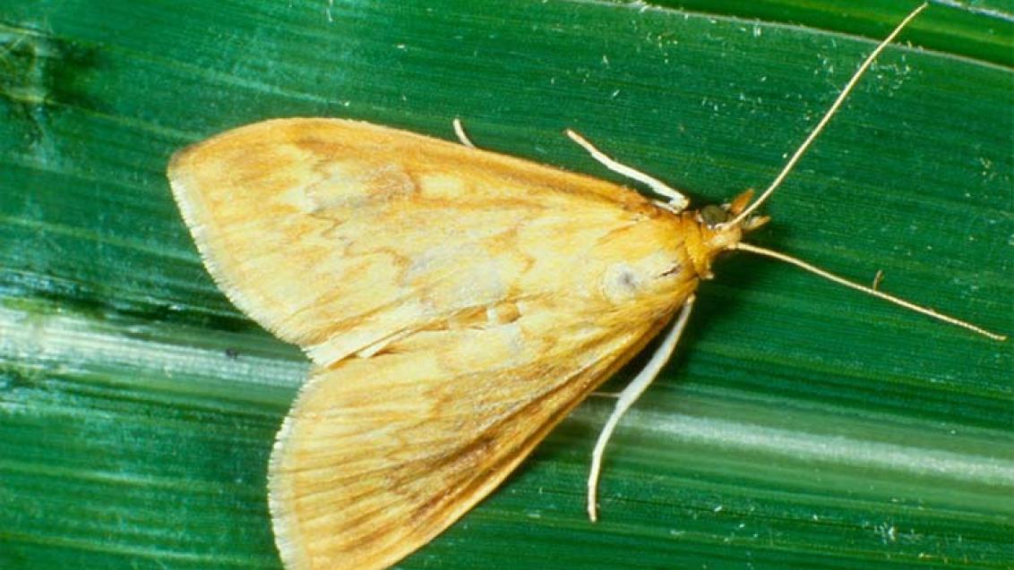 Kukoricamoly