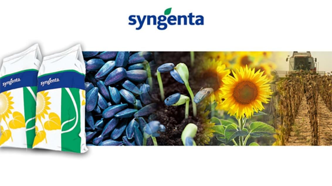 Syngenta napraforgó hibrid vetőmagok