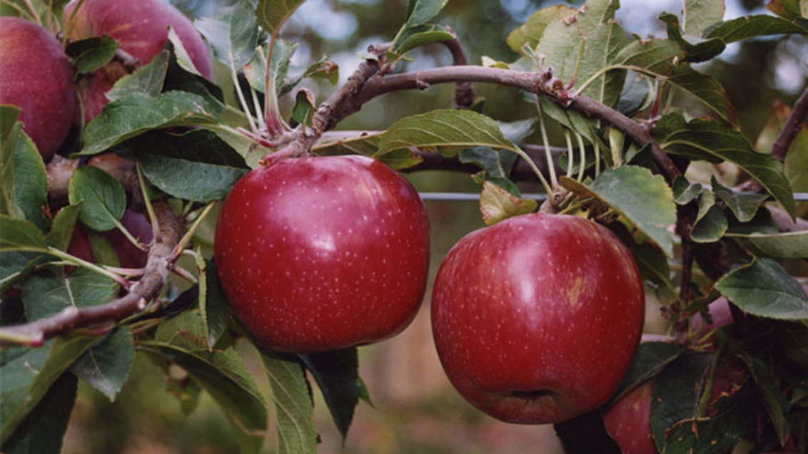 Az alma helyzete 2021-ben növényvédelmi szempontból