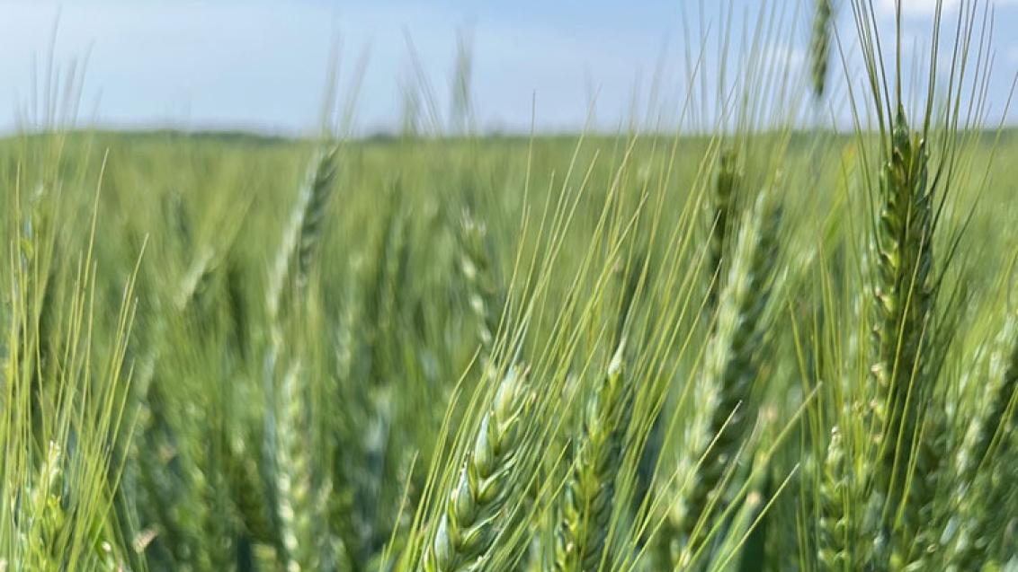 Eltérő évjáratokban nagy hozambiztonsággal felvértezett Syngenta őszi búza fajták