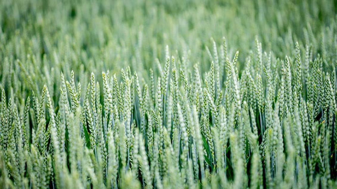 Syngenta