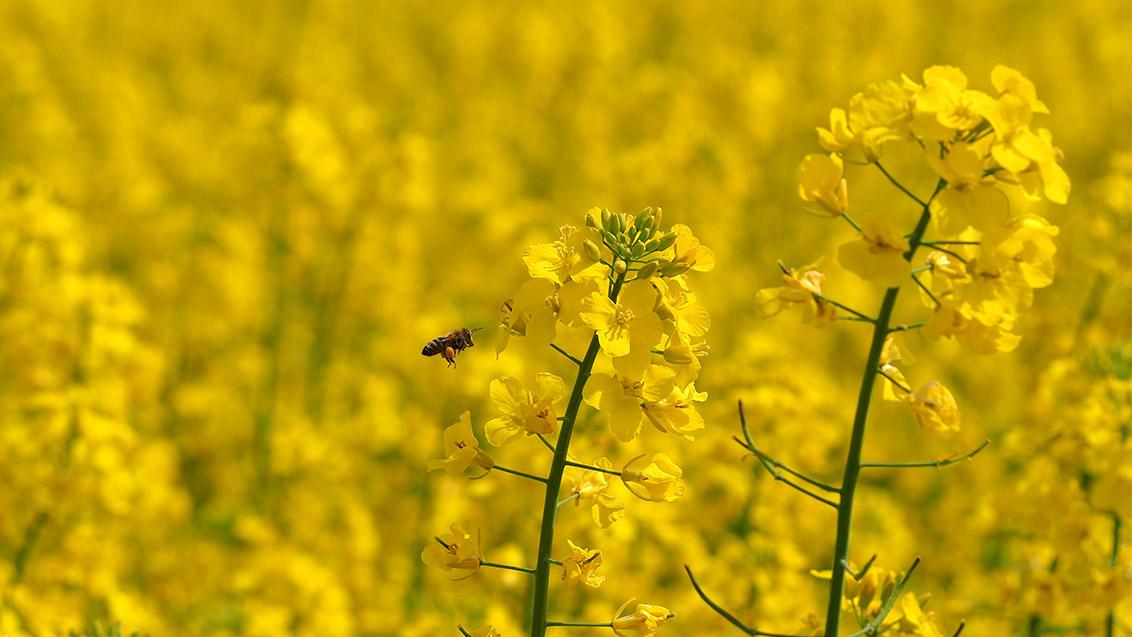Syngenta biológiai megoldások