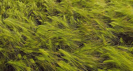 Syngenta Jallon Hyvido árpa hibrid vetőmag