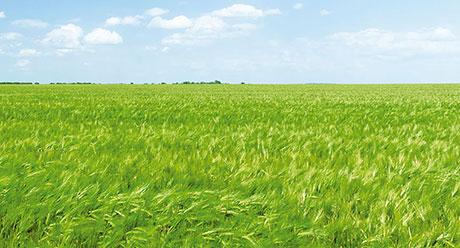 Syngenta Hyvido termesztéstechnológia