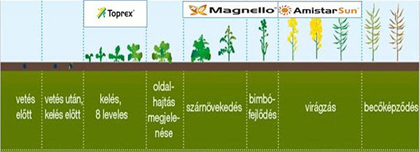 Syngenta fungicid technológia őszi káposztarepcében