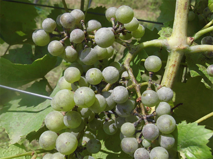 A szőlő legfontosabb kórokozója a szőlőlisztharmat meghatározó volt a 2019-es évjáratban is.