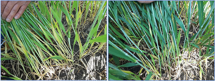 1.ábra: balra kezeletlen kontroll, jobbra Amistar Prime 1.0 és 0.75 l/ha dózisával kezelt állomány növényei (fotó: Boros Szilárd)