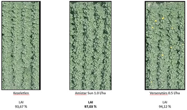 2. ábra: Amistar SUN kezelés hatása a növényállomány LAI index értékére és zöld levélfelületére (Syngenta fejlesztői kísérlet, 2018, n=1, 21 nappal kezelést követően, kezelés ideje: 6-8 lomblevélpáros állapot)