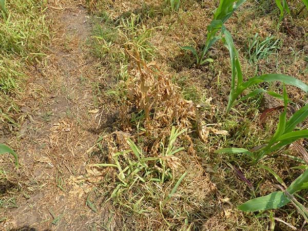 1. kép Elumis Bang hatása fenyércirokkal és kakaslábfűvel erősen fertőzött területen Zamárdi 2019 június