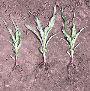 2. kép: 9 cm, 5 cm, 3 cm vetésmélység hatása a kukorica korai fejlődésére
