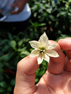 2. ábra Tripsz a paprika virágában