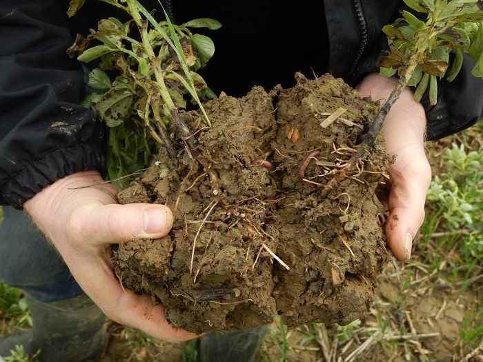 A talajkímélő művelés csökkenti a talajveszteséget, növeli a biodiverzitást