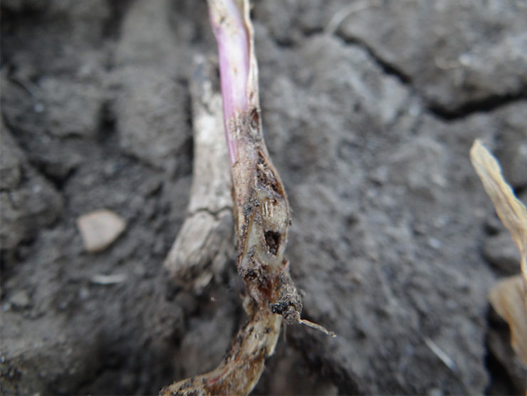 4. kép Drótférgek által károsított kukorica növényke