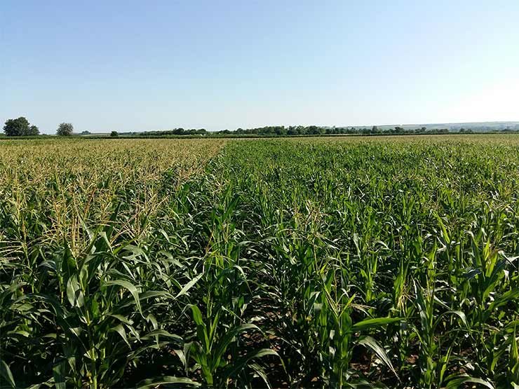 2. kép: Balra Force 1,5 G-vel talajfertőtlenített rész kukoricabogárral fertőzött területen, 2017