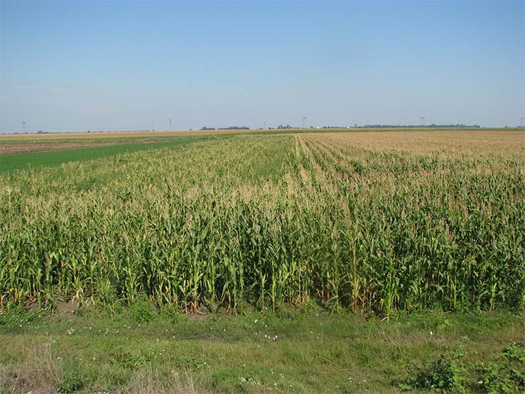 3. kép: Balra nem kezelt növényzet elmarad a fejlődésben kukoricabogárral fertőzött területen, Nádudvar 2009