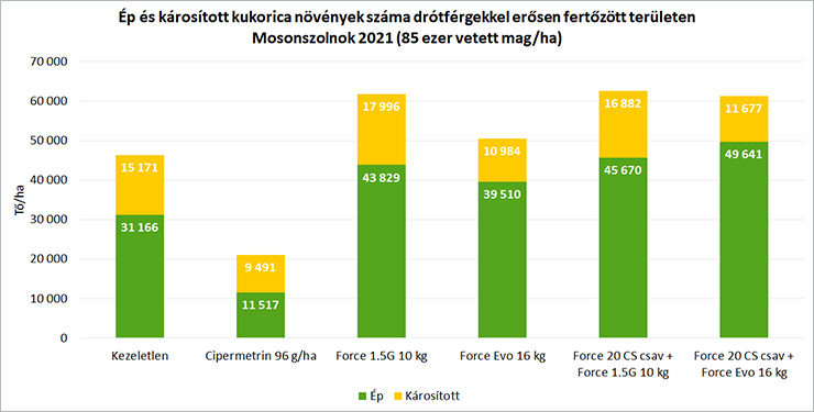 3. ábra Ép és károsított kukorica növények száma drótférgekkel erősen fertőzött területen Mosonszolnok 2021 (85 ezer vetett mag/ha)
