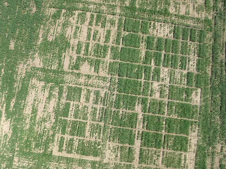 2. kép Károsított és kezelt parcellák kukoricában drótféreggel erősen fertőzött területen Mosonszolnok 2020