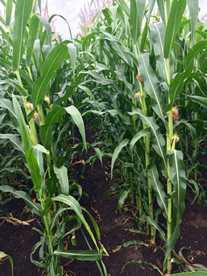 6. kép Force Evo hatására a kukorica fejlődése gyorsabb Gádoros 2021