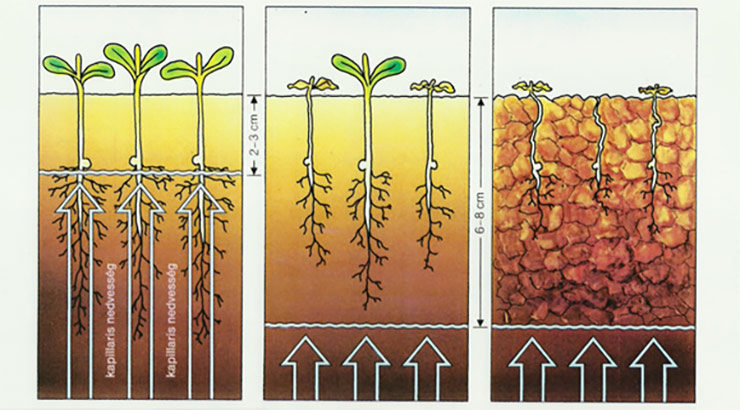 Bal oldalt ideális magágy, középett majdnem, míg jobbra ahol elpusztulnak a csírázó növények. A cm-ben megadott mélységek cukorrépára vonatkoznak. (Forrás: CIBA-GEIGY, 1992.).