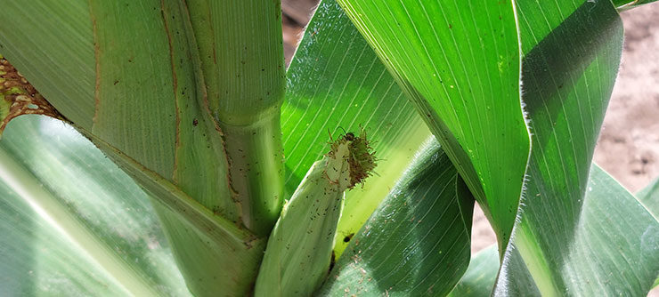 Kukoricabogár imágók által lerágott bibe Létavértesen - vajon milyen lesz a megtermékenyülés?