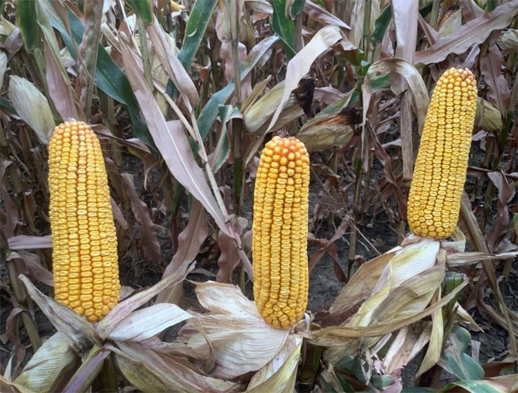SC4140 kukorica hibrid vetőmag