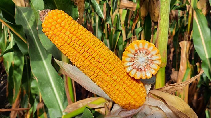 SY Solandri kukorica hibrid vetőmag