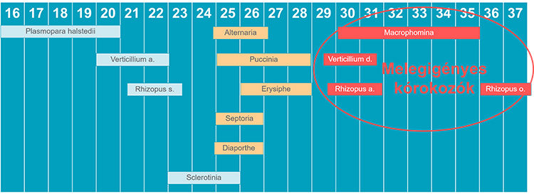 2.ábra: Napraforgó kórokozóinak hőmérsékletigénye (forrás: Dr. Piukovics László)