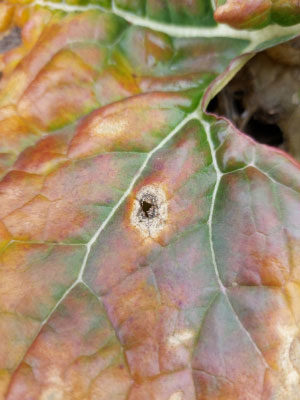 3.ábra: fómás levélfoltosság tünete őszi káposztarepce levelén (fotó: Boros Szilárd, Aszód, Pest megye)