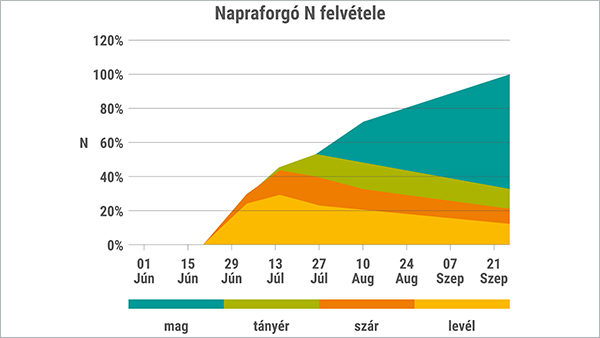 2. ábra A napraforgó nitrogénfelvételi dinamikája. A tányérkezdemény (zöld) megjelenéséig alig 40%, míg a kaszat telítődés kezdetétől kell a további 50% nitrogént felvennie a növénynek. A gyökérzet ekkor már a mélyben jár. (Forrás: Manitoba Agricultural)