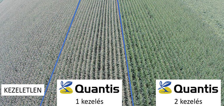A Quantis egyszeri, illetve kétszeri kezelés látványos hatása kukoricában a  növény egészségi állapotára. (Syngenta, Hajdúböszörmény, 2014)