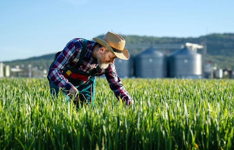 Hagyja, hogy növényei a legjobb formájukat mutassák a Quantis biostimulátor segítségével