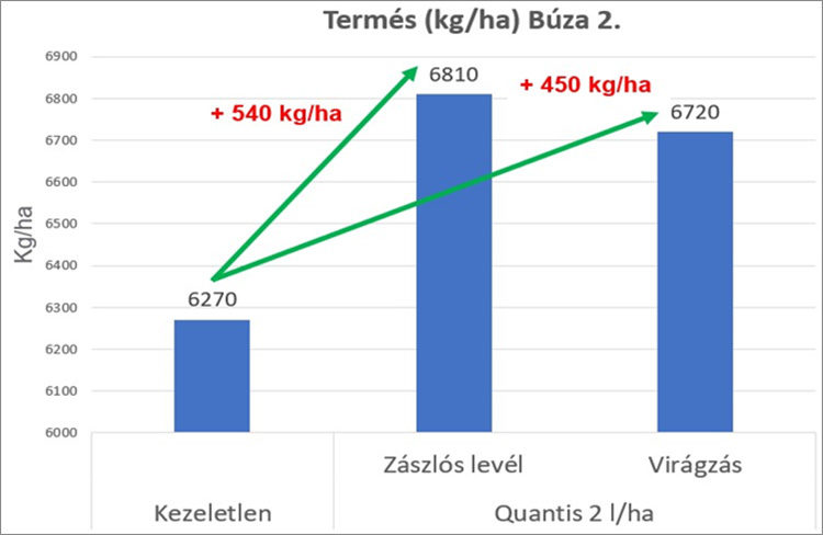 Őszi búza termésének alakulása a Quantis biostimulátor kísérletben (Syngenta fejlesztői kísérlet, 2023)